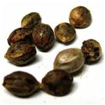 Семена марихуаны АК-47  (Seeds AK-47) в Городовиковске